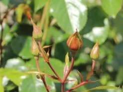 Kletterrose 'Fassadenzauber' ® -Edelrosen Geschaft kletterrose fassadenzauber m052841 w 10