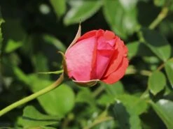 Kletterrose 'Fassadenzauber' ® -Edelrosen Geschaft kletterrose fassadenzauber m052841 w 3