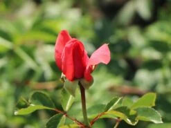 Kletterrose 'Fassadenzauber' ® -Edelrosen Geschaft kletterrose fassadenzauber m052841 w 4