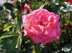 Kletterrose 'Fassadenzauber' ® -Edelrosen Geschaft kletterrose fassadenzauber m052841 w 6