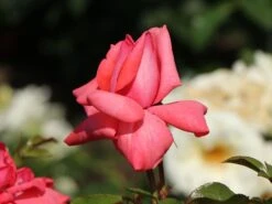 Kletterrose 'Fassadenzauber' ® -Edelrosen Geschaft kletterrose fassadenzauber m052841 w 7