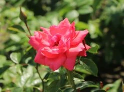 Kletterrose 'Fassadenzauber' ® -Edelrosen Geschaft kletterrose fassadenzauber m052841 w 8