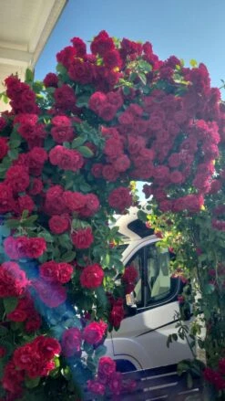 Kletterrose 'Flammentanz' ® 23 Kletterrose 'Flammentanz' ® -Edelrosen Geschaft kletterrose flammentanz m005466 1569345 0