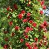 Kletterrose 'Flammentanz' ®