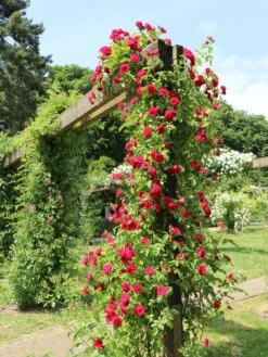 Kletterrose 'Flammentanz' ® 21 Kletterrose 'Flammentanz' ® -Edelrosen Geschaft kletterrose flammentanz m005466 w 1