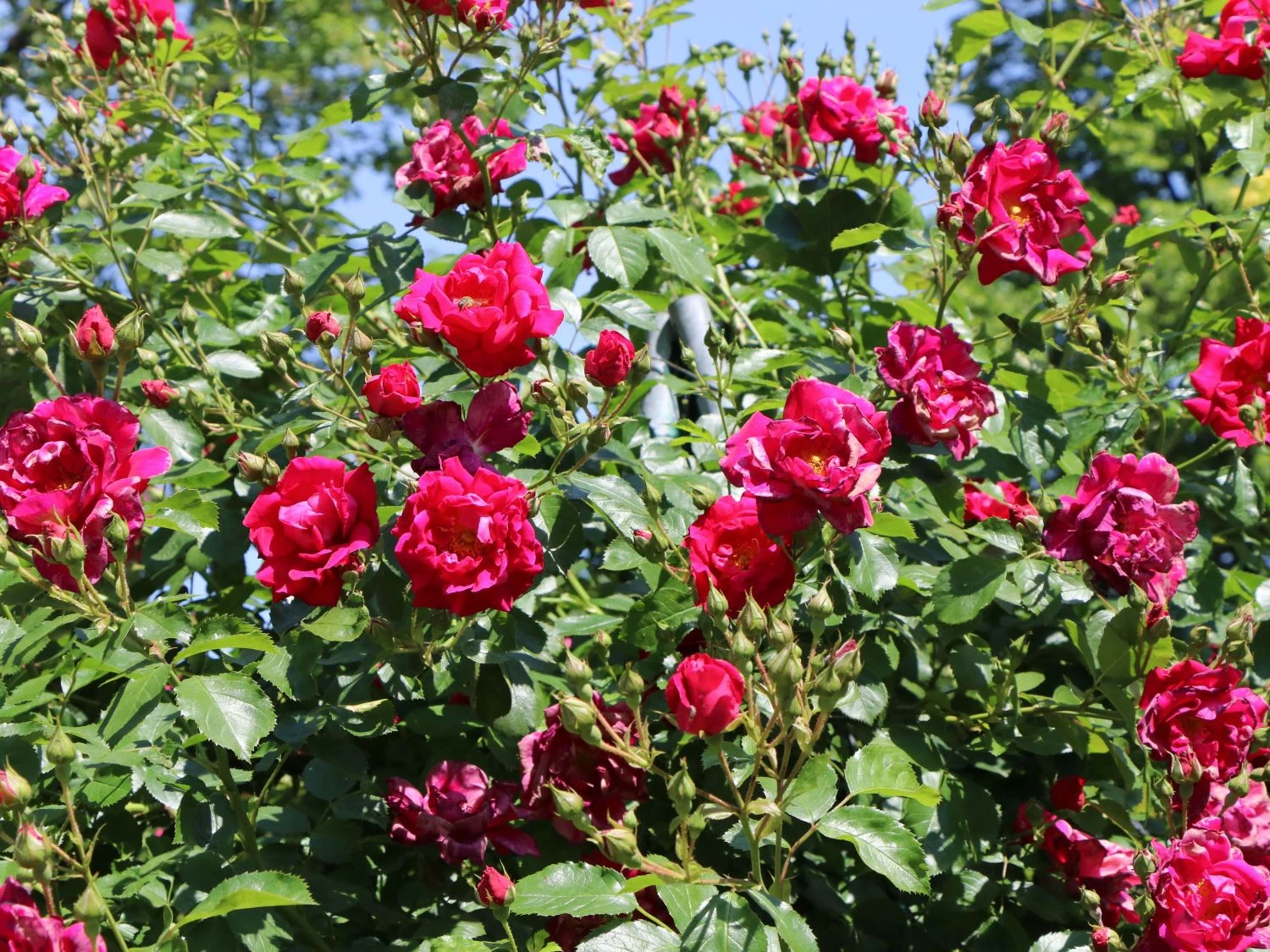 Kletterrose 'Flammentanz' ® 5 Kletterrose 'Flammentanz' ® – Bild 5