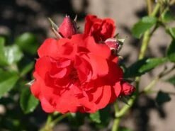 Kletterrose 'Flammentanz' ® 18 Kletterrose 'Flammentanz' ® -Edelrosen Geschaft kletterrose flammentanz m005466 w 3