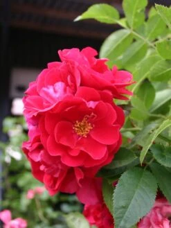 Kletterrose 'Flammentanz' ® 20 Kletterrose 'Flammentanz' ® -Edelrosen Geschaft kletterrose flammentanz m005466 w 5