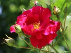 Kletterrose 'Flammentanz' ® 15 Kletterrose 'Flammentanz' ® -Edelrosen Geschaft kletterrose flammentanz m005466 w 7