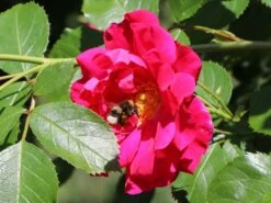 Kletterrose 'Flammentanz' ® 14 Kletterrose 'Flammentanz' ® -Edelrosen Geschaft kletterrose flammentanz m005466 w 8