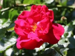 Kletterrose 'Flammentanz' ® 17 Kletterrose 'Flammentanz' ® -Edelrosen Geschaft kletterrose flammentanz m005466 w 9