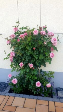 Kletterrose 'Giardina' ® -Edelrosen Geschaft kletterrose giardina m054940 1014357 0