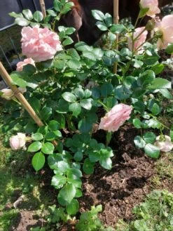 Kletterrose 'Giardina' ® -Edelrosen Geschaft kletterrose giardina m054940 1477768 0