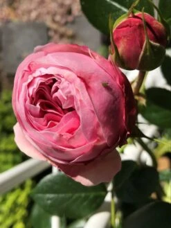 Kletterrose 'Giardina' ® -Edelrosen Geschaft kletterrose giardina m054940 193676 1