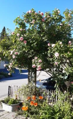 Kletterrose 'Giardina' ® -Edelrosen Geschaft kletterrose giardina m054940 193676 2