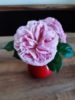 Kletterrose 'Giardina' ® -Edelrosen Geschaft kletterrose giardina m054940 193676 3