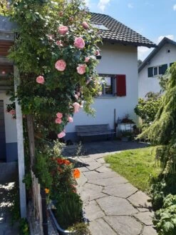 Kletterrose 'Giardina' ® -Edelrosen Geschaft kletterrose giardina m054940 193676 4