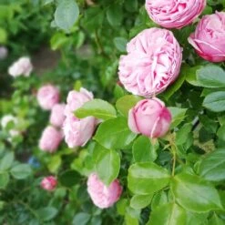 Kletterrose 'Giardina' ® -Edelrosen Geschaft kletterrose giardina m054940 651255 3