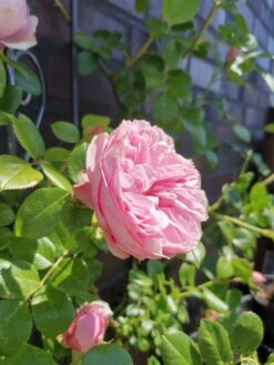 Kletterrose 'Giardina' ® -Edelrosen Geschaft kletterrose giardina m054940 948006 1