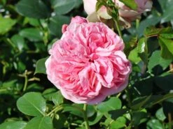 Kletterrose 'Giardina' ® -Edelrosen Geschaft kletterrose giardina m054940 w 0