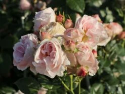 Kletterrose 'Giardina' ® -Edelrosen Geschaft kletterrose giardina m054940 w 2