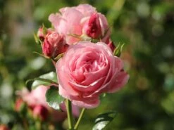 Kletterrose 'Giardina' ® -Edelrosen Geschaft kletterrose giardina m054940 w 5