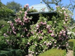 Kletterrose 'Giardina' ® -Edelrosen Geschaft kletterrose giardina m054940 w 6