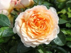 Kletterrose 'Ginger Syllabub'