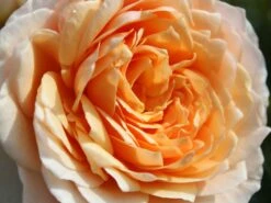 Edelrosen Geschaft -Edelrosen Geschaft kletterrose ginger syllabub m003516 w 0