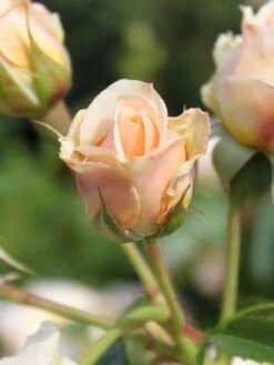 Kletterrose 'Ginger Syllabub' -Edelrosen Geschaft kletterrose ginger syllabub m003516 w 1