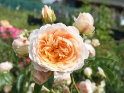 Kletterrose 'Ginger Syllabub' -Edelrosen Geschaft kletterrose ginger syllabub m003516 w 3