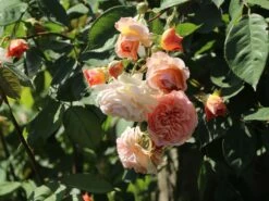 Kletterrose 'Gloire De Dijon'