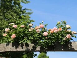 Kletterrose 'Gloire De Dijon' -Edelrosen Geschaft kletterrose gloire de dijon m002806 w 0