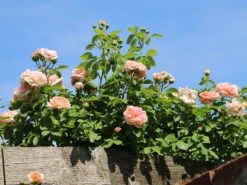 Kletterrose 'Gloire De Dijon' -Edelrosen Geschaft kletterrose gloire de dijon m002806 w 3