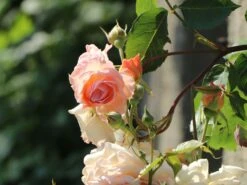 Kletterrose 'Gloire De Dijon' -Edelrosen Geschaft kletterrose gloire de dijon m002806 w 4