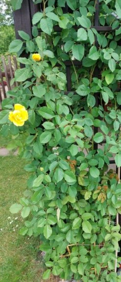 Kletterrose 'Golden Gate' ® -Edelrosen Geschaft kletterrose golden gate m009330 1309782 0