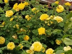 Kletterrose 'Golden Gate' ® -Edelrosen Geschaft kletterrose golden gate m009330 193676 0