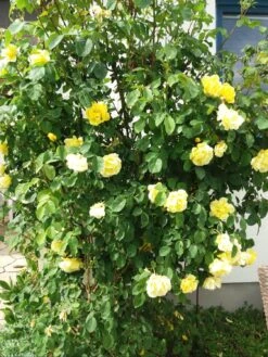 Kletterrose 'Golden Gate' ® -Edelrosen Geschaft kletterrose golden gate m009330 681622 0