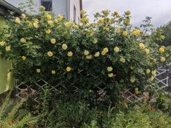 Kletterrose 'Golden Gate' ® -Edelrosen Geschaft kletterrose golden gate m009330 700707 0