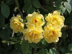 Kletterrose 'Golden Gate' ®