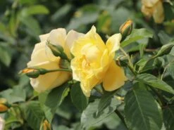 Kletterrose 'Golden Gate' ® -Edelrosen Geschaft kletterrose golden gate m009330 w 0
