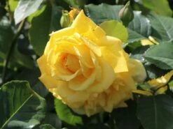 Kletterrose 'Golden Gate' ® -Edelrosen Geschaft kletterrose golden gate m009330 w 1