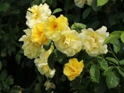Kletterrose 'Golden Gate' ® -Edelrosen Geschaft kletterrose golden gate m009330 w 10