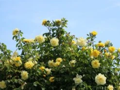 Kletterrose 'Golden Gate' ® -Edelrosen Geschaft kletterrose golden gate m009330 w 11