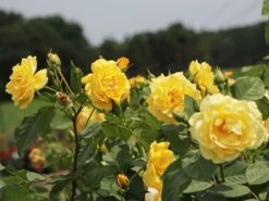 Kletterrose 'Golden Gate' ® -Edelrosen Geschaft kletterrose golden gate m009330 w 2