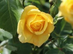 Kletterrose 'Golden Gate' ® -Edelrosen Geschaft kletterrose golden gate m009330 w 3
