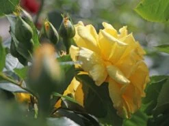 Kletterrose 'Golden Gate' ® -Edelrosen Geschaft kletterrose golden gate m009330 w 4