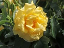 Kletterrose 'Golden Gate' ® -Edelrosen Geschaft kletterrose golden gate m009330 w 5
