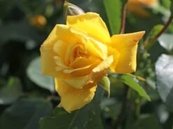 Kletterrose 'Golden Gate' ® -Edelrosen Geschaft kletterrose golden gate m009330 w 6