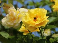 Kletterrose 'Golden Gate' ® -Edelrosen Geschaft kletterrose golden gate m009330 w 7